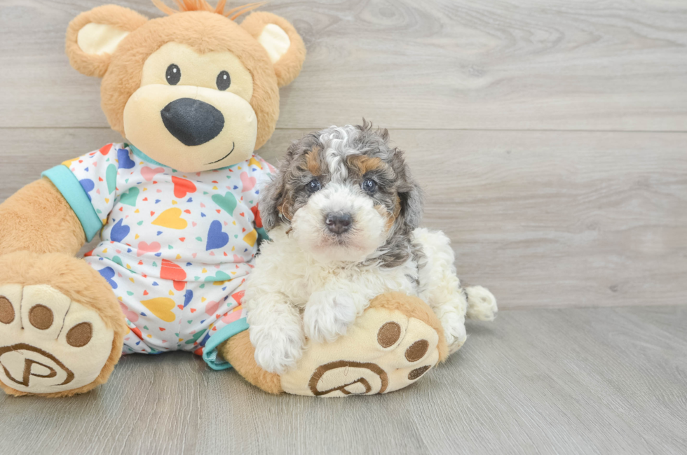 5 week old Poodle Puppy For Sale - Florida Fur Babies