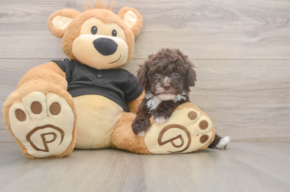 5 week old Poodle Puppy For Sale - Florida Fur Babies