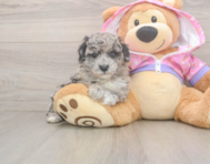 8 week old Poodle Puppy For Sale - Florida Fur Babies