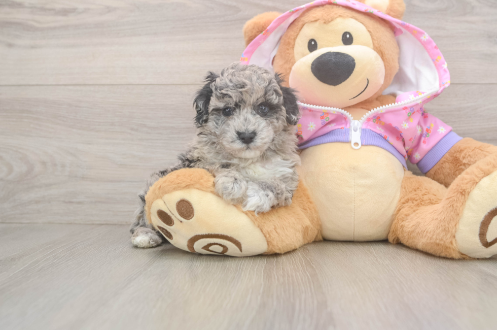 5 week old Poodle Puppy For Sale - Florida Fur Babies