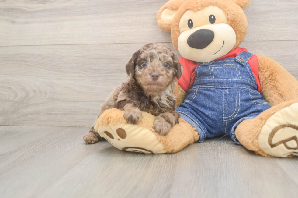 5 week old Poodle Puppy For Sale - Florida Fur Babies