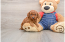 Adorable Toy Poodle Purebred Puppy