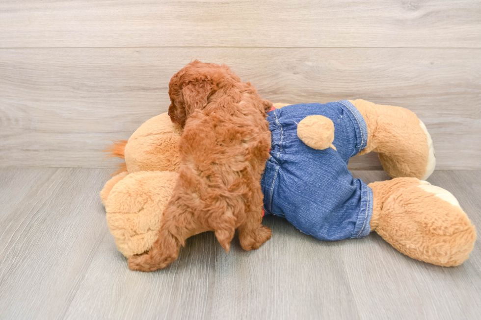 Poodle Puppy for Adoption