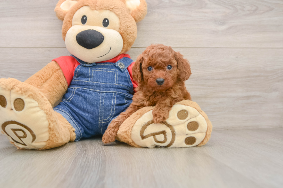 Petite Pooodle Purebred Puppy