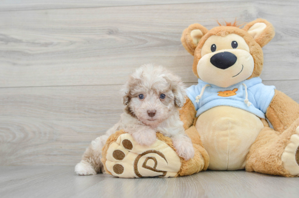 8 week old Poodle Puppy For Sale - Florida Fur Babies