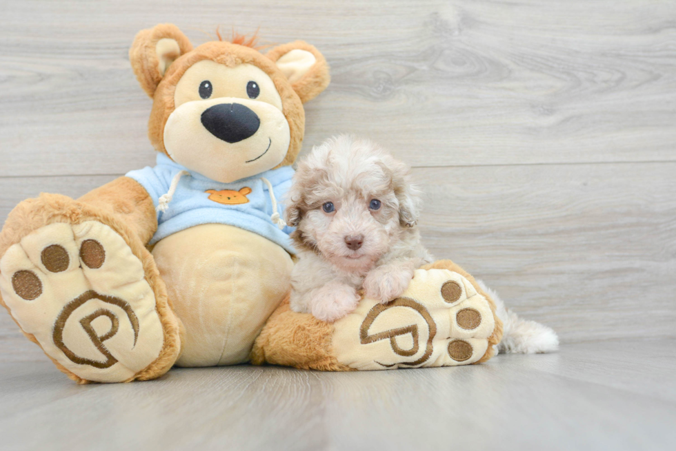 Best Poodle Baby