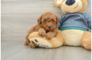 Cute Caniche Purebred Puppy