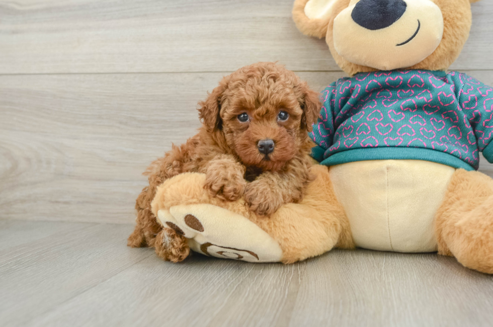 6 week old Poodle Puppy For Sale - Florida Fur Babies