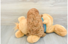 Poodle Pup Being Cute