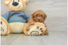 Friendly Poodle Baby