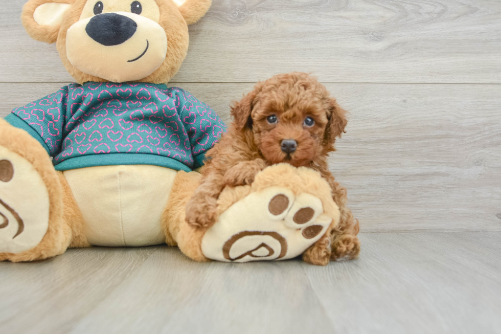 Friendly Poodle Baby