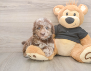 7 week old Poodle Puppy For Sale - Florida Fur Babies