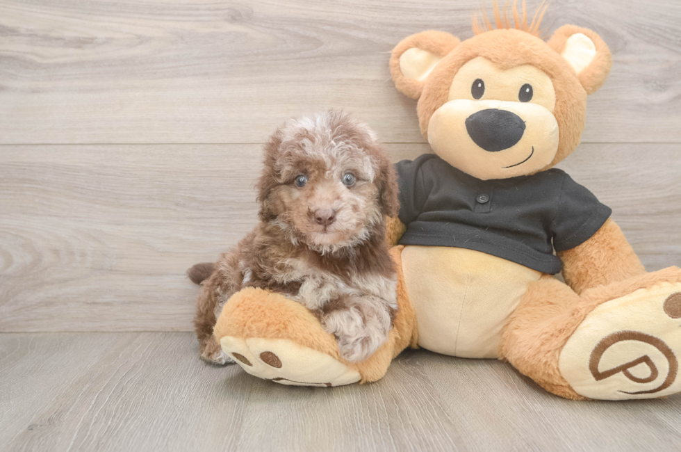7 week old Poodle Puppy For Sale - Florida Fur Babies