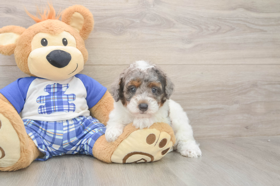 5 week old Poodle Puppy For Sale - Florida Fur Babies