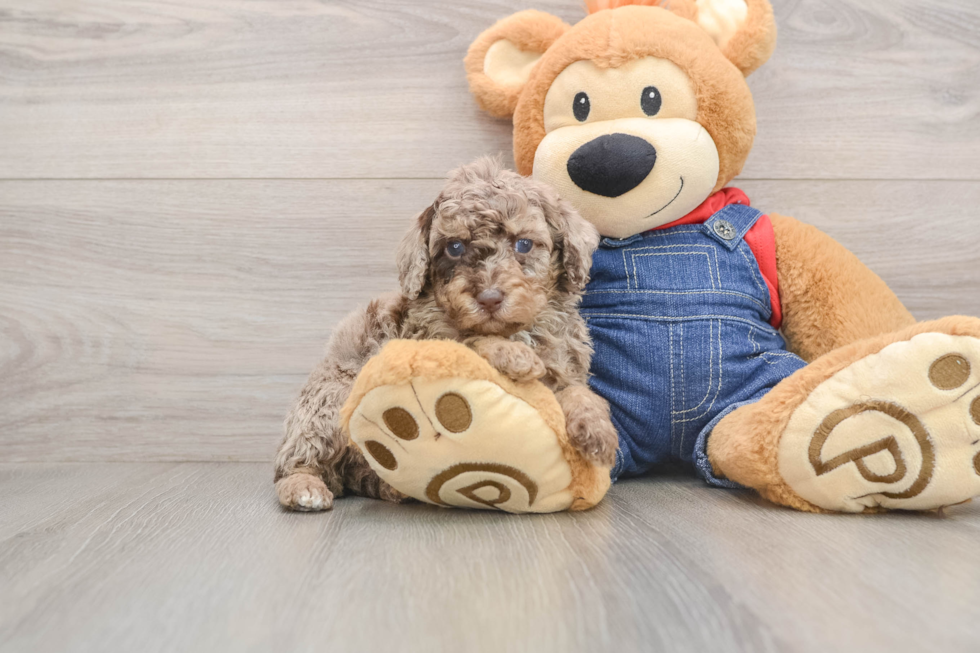 Akc Registered Poodle Purebred Pup