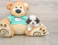 6 week old Poodle Puppy For Sale - Florida Fur Babies