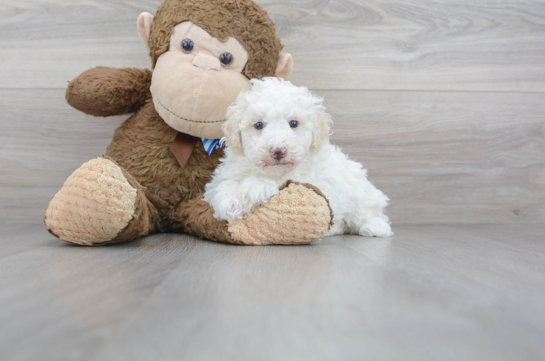 31 week old Poodle Puppy For Sale - Florida Fur Babies