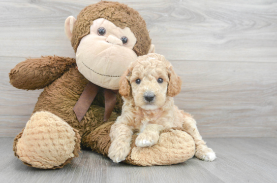 5 week old Poodle Puppy For Sale - Florida Fur Babies