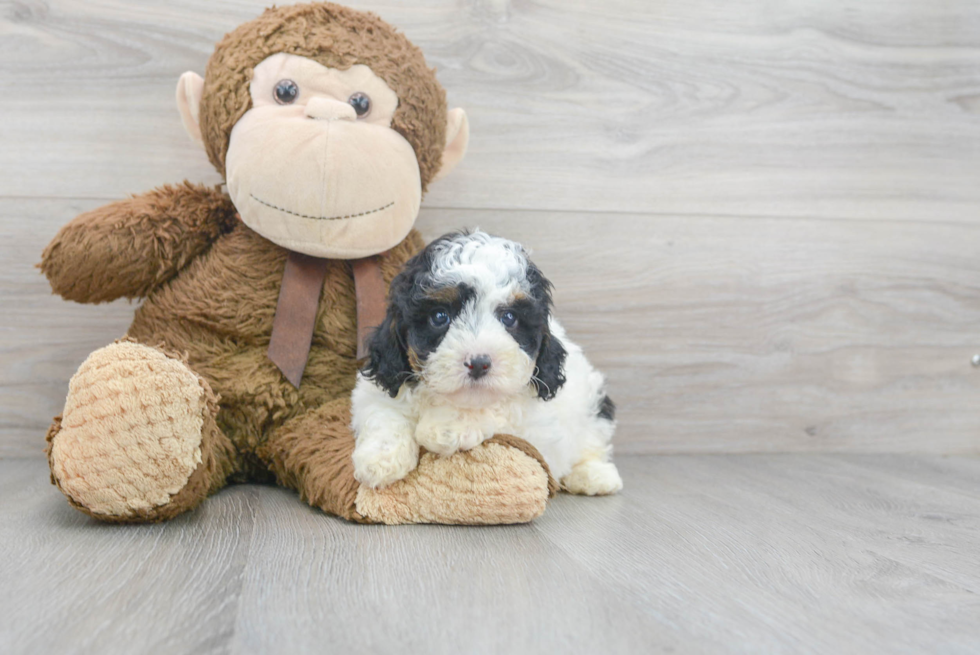 Best Poodle Baby