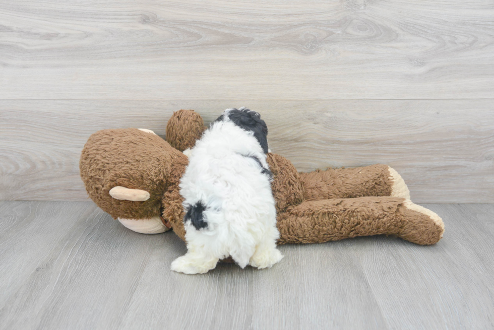 Cute Poodle Baby