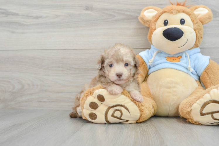 Poodle Pup Being Cute
