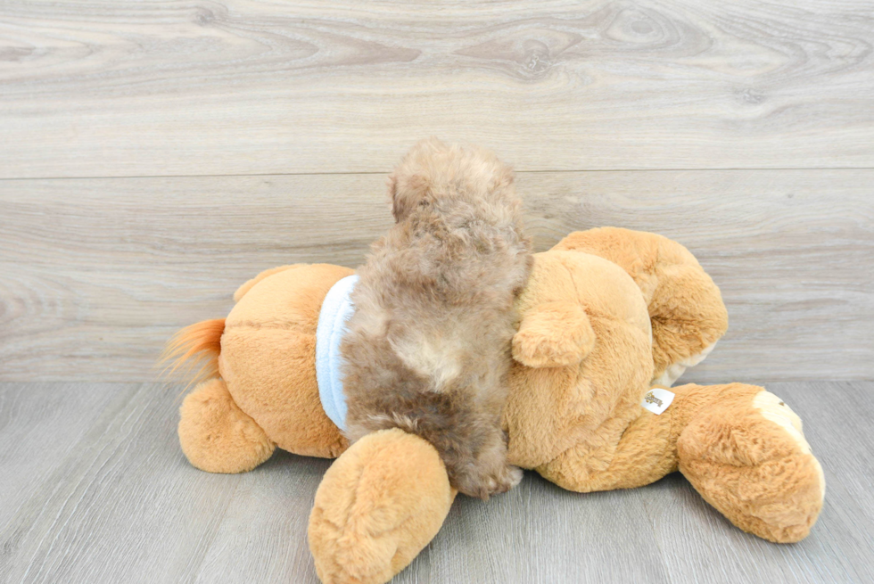 Playful Poodle Purebred Pup