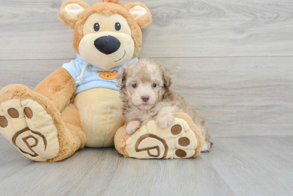 Best Poodle Baby