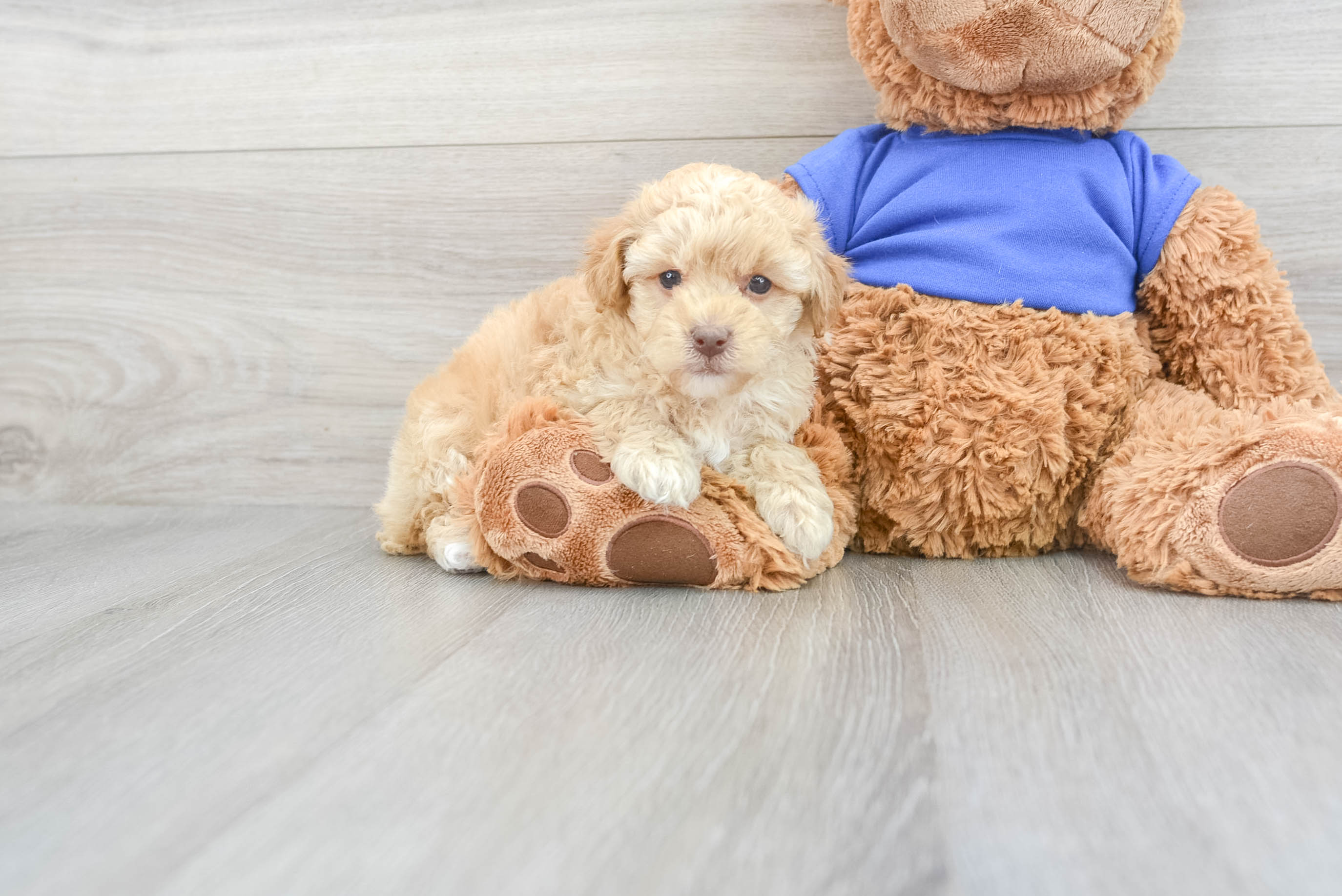 Purebred store poodle puppy