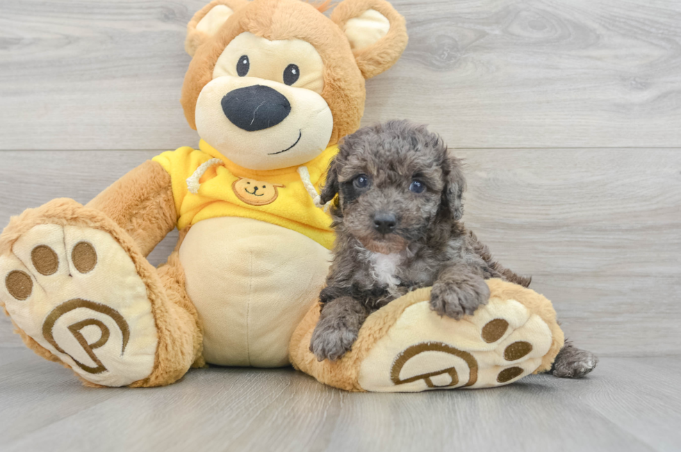 7 week old Poodle Puppy For Sale - Florida Fur Babies