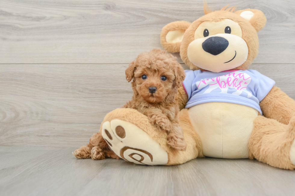 7 week old Poodle Puppy For Sale - Florida Fur Babies