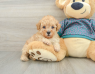 5 week old Poodle Puppy For Sale - Florida Fur Babies