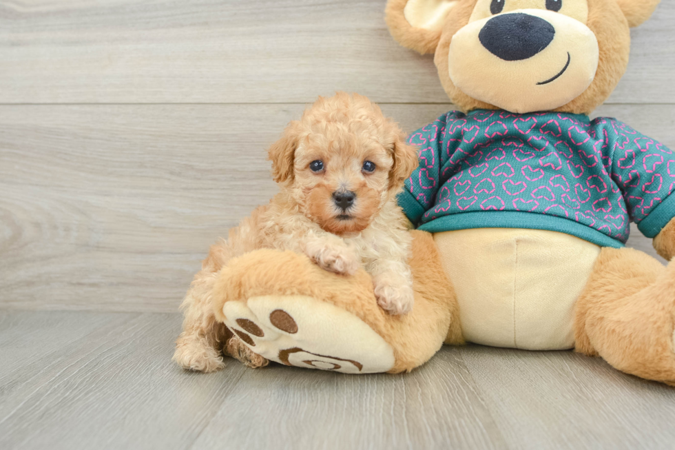 Poodle Puppy for Adoption