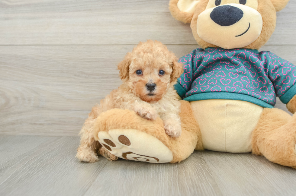 6 week old Poodle Puppy For Sale - Florida Fur Babies