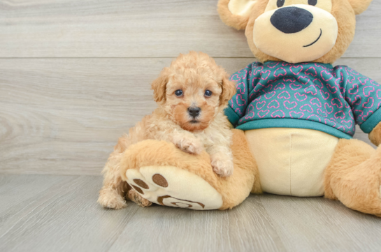 Poodle Puppy for Adoption
