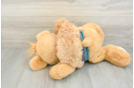Funny Poodle Purebred Pup