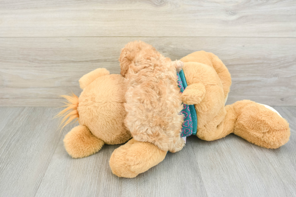 Funny Poodle Purebred Pup