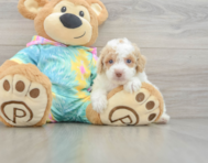 7 week old Poodle Puppy For Sale - Florida Fur Babies