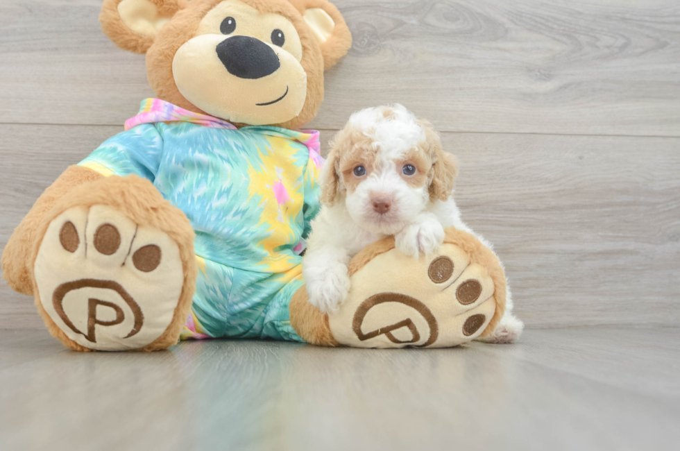 5 week old Poodle Puppy For Sale - Florida Fur Babies