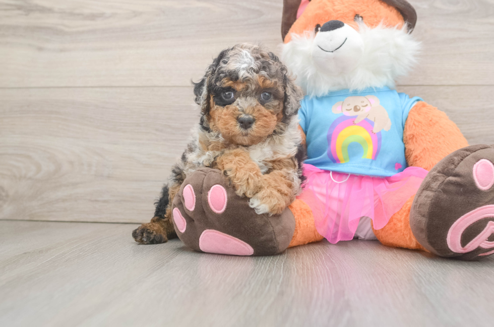 6 week old Poodle Puppy For Sale - Florida Fur Babies
