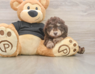 7 week old Poodle Puppy For Sale - Florida Fur Babies