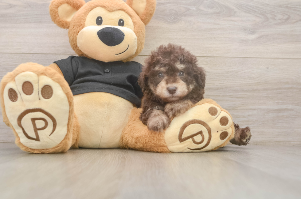 7 week old Poodle Puppy For Sale - Florida Fur Babies