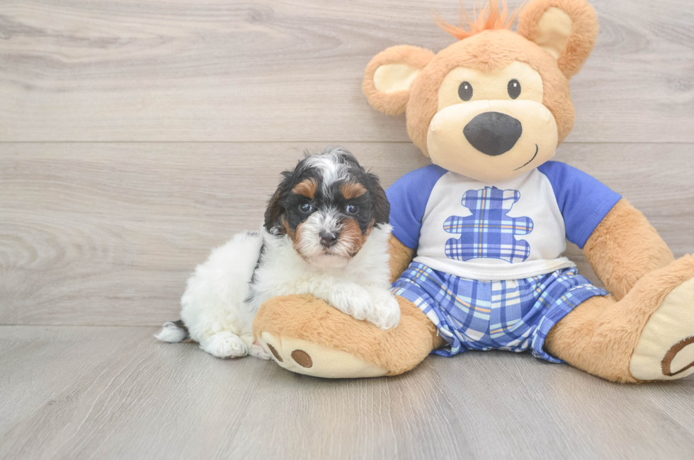 5 week old Poodle Puppy For Sale - Florida Fur Babies