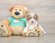 6 week old Poodle Puppy For Sale - Florida Fur Babies