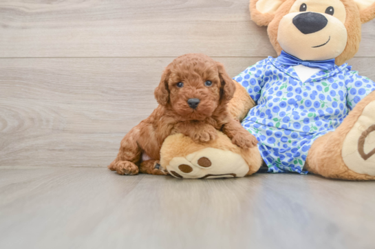 Poodle Pup Being Cute