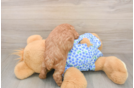Funny Poodle Baby