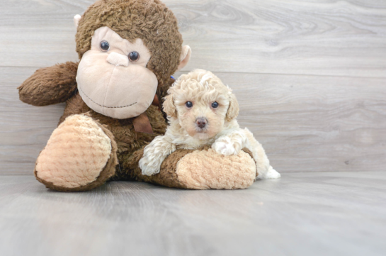 28 week old Poodle Puppy For Sale - Florida Fur Babies