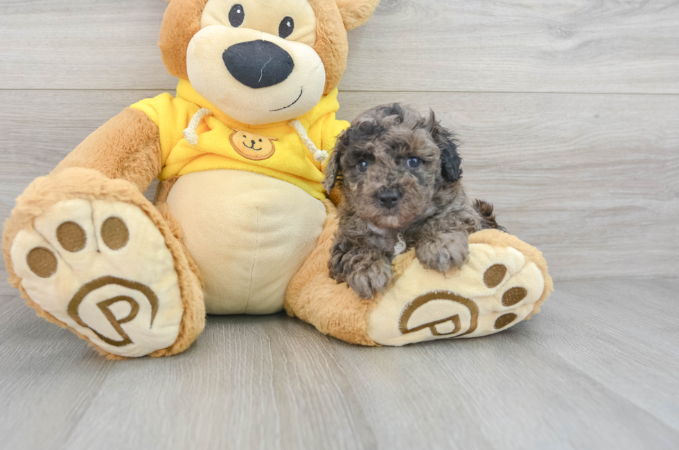 7 week old Poodle Puppy For Sale - Florida Fur Babies