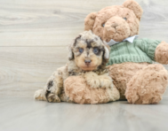 8 week old Poodle Puppy For Sale - Florida Fur Babies