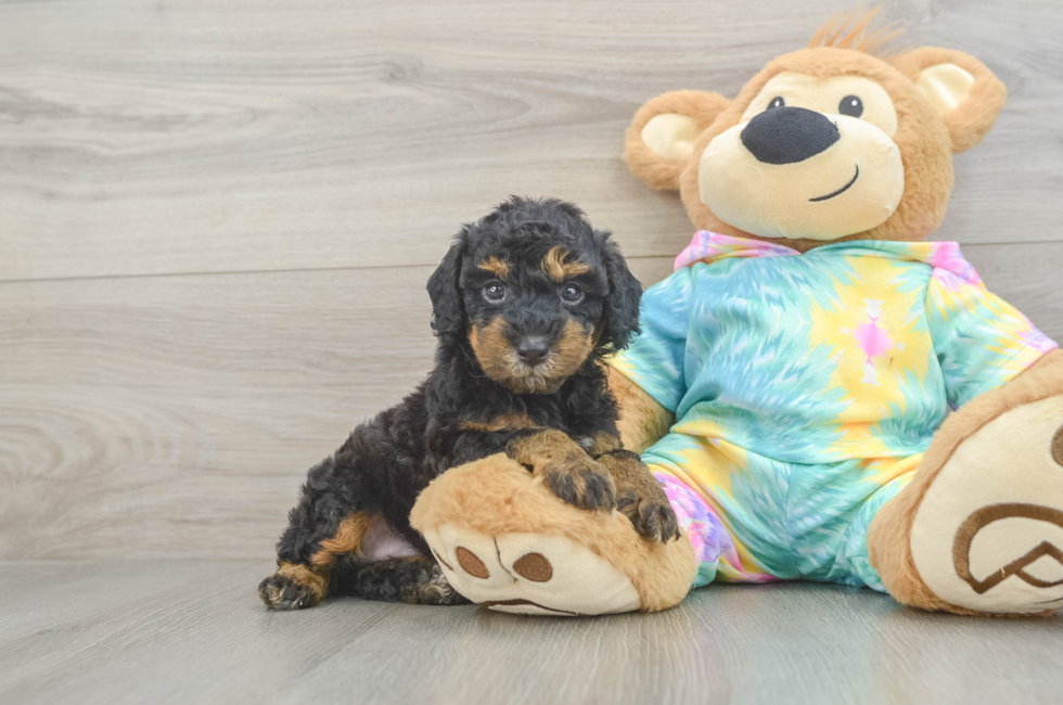 5 week old Poodle Puppy For Sale - Florida Fur Babies