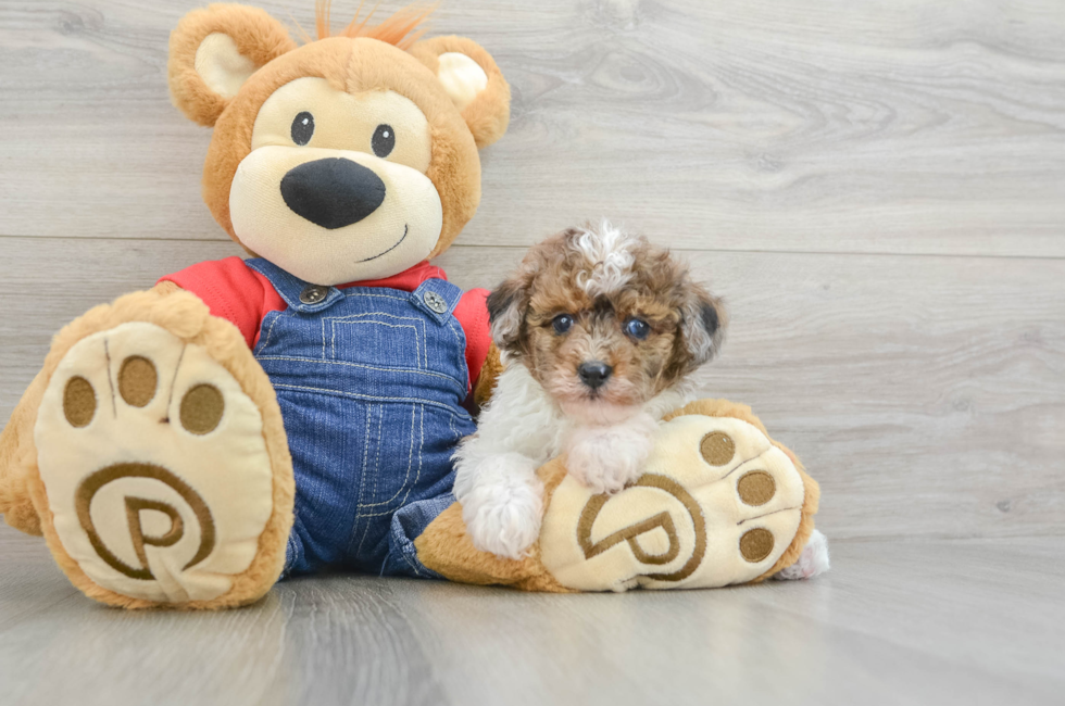 7 week old Poodle Puppy For Sale - Florida Fur Babies